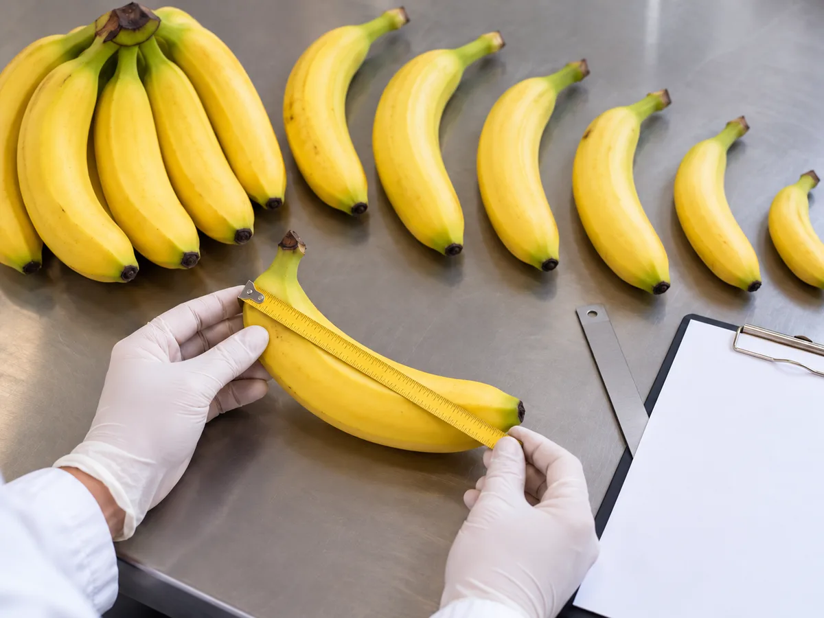 pisang Sunpride, kemasan netral, sortir ukuran pisang, daftar pesanan, meja bersih