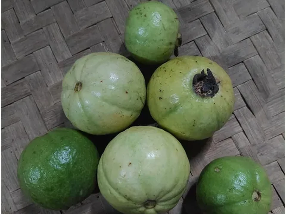 Ilustrasi Guava Crystal
