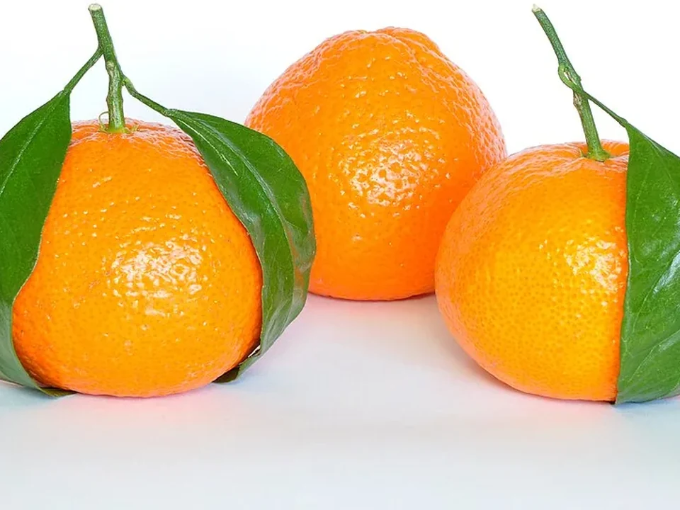 Ilustrasi Jeruk Mandarin