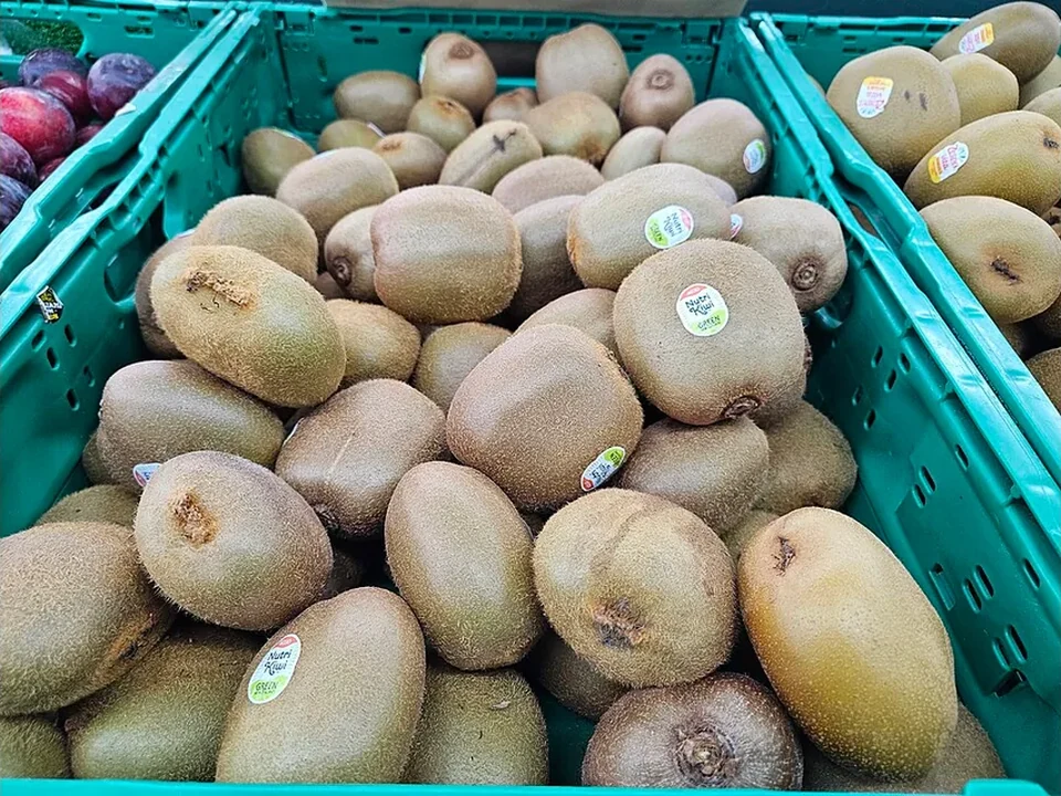 Ilustrasi Kiwi Green