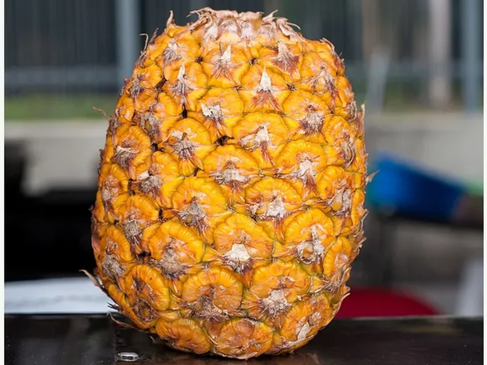 Ilustrasi Nanas Honi