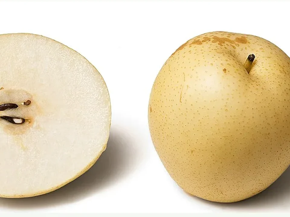 Ilustrasi Pear Century