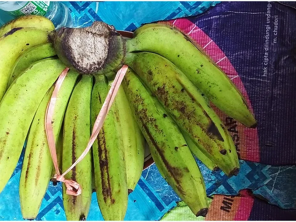 Ilustrasi Pisang Ambon