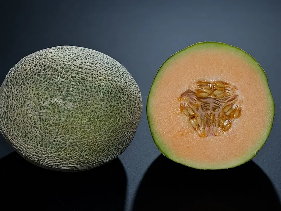 Ilustrasi Rock Melon